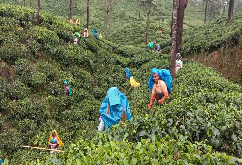 தேயிலை தோட்ட தொழிலாளர்களுக்கு அரசு அறிவித்த ஊதியம் கிடைப்பது எப்போது