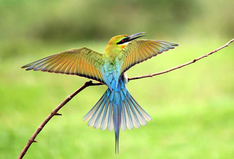 the-number-of-migratory-birds-in-coimbatore-is-low