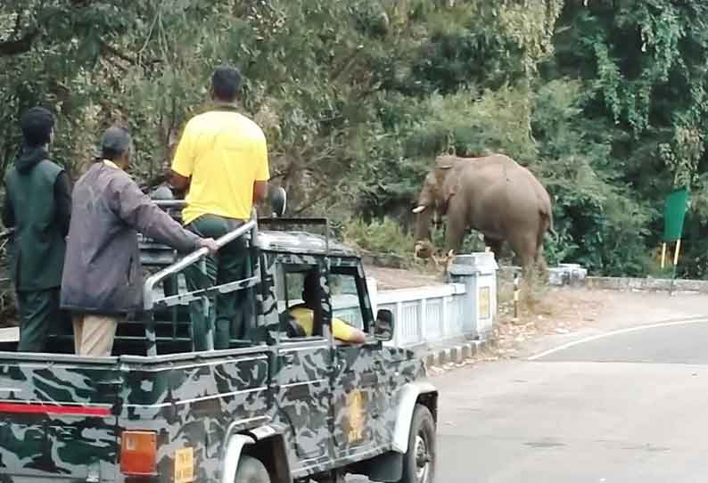 ஆழியாறில் சாலையின் குறுக்கே காட்டு யானை நின்றதால் பரபரப்பு