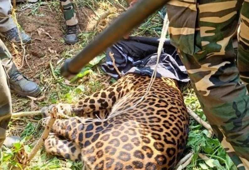 திருப்பூரில் 4 நாட்களாக வனத்துறையினருக்கு போக்கு காட்டி வந்த சிறுத்தை பிடிபட்டது....!