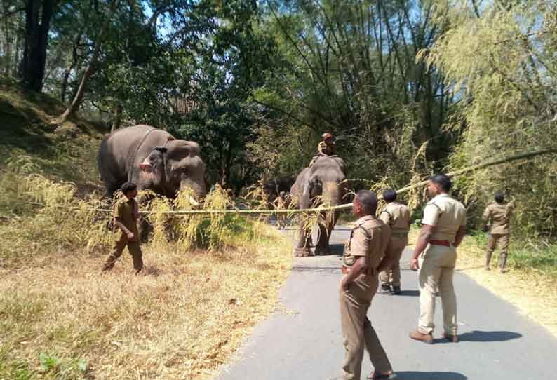 தீத்தடுப்பு பணியில் வளர்ப்பு யானைகள்