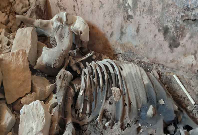 வால்பாறையில் பள்ளிக்கூட சத்துணவு அறையில் எலும்புக்கூடாக கிடந்த குட்டி யானை