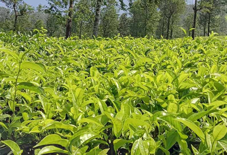 சுற்றுலா பயணிகள் வருகை குறைந்தது