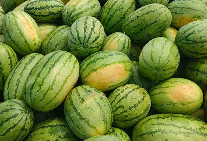 Watermelon | மரக்காணம் பகுதியில் 2 ...