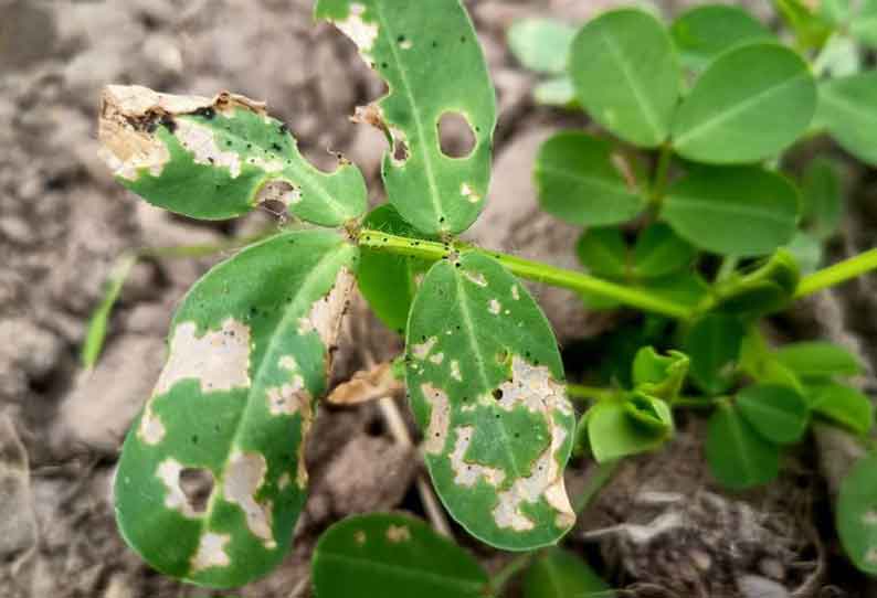 நிலக்கடலையில் சுருள் பூச்சி தாக்குதலை கட்டுப்படுத்தும் வழிமுறைகள்