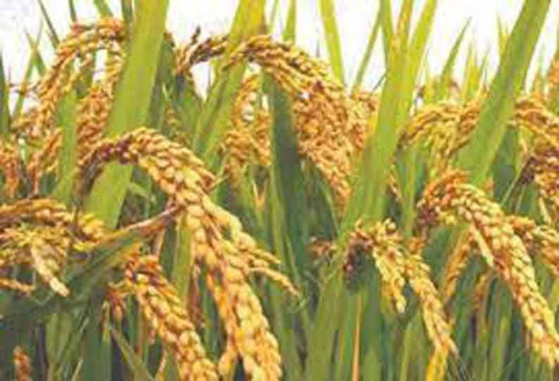 நீடாமங்கலத்தில் இருந்து ஈரோடு, கோவைக்கு அரவைக்காக 2 ஆயிரம் டன் நெல்