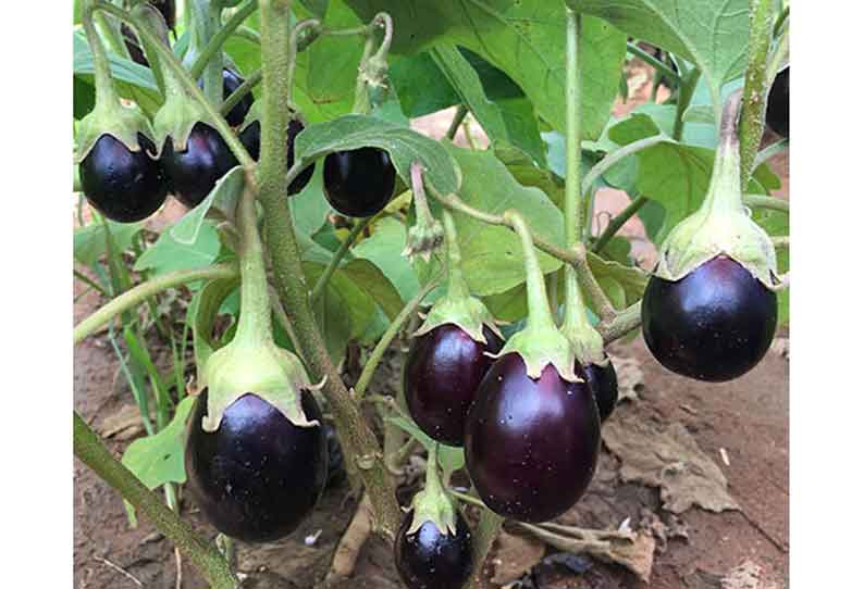 உடுமலை உழவர்சந்தையில் கடந்த மாதம் ரூ1 கோடிக்கு காய்கறி