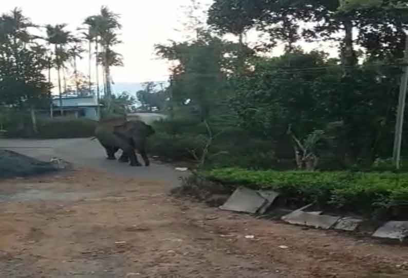 ஊருக்குள் புகுந்து விவசாய பயிர்களை சேதப்படுத்தும் காட்டு யானைகள்