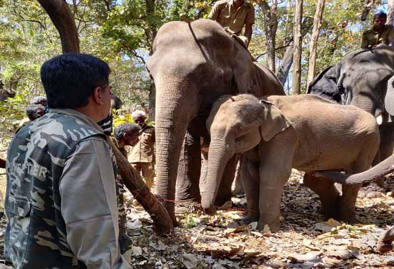 டாப்சிலிப் வனப்பகுதியில் காயங்களுடன் சுற்றிய குட்டி யானைக்கு சிகிச்சை