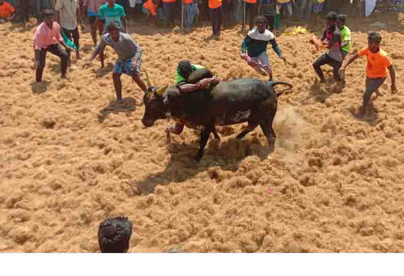 கோவிலூர் ஜல்லிக்கட்டில் 600 காளைகள் சீறிப்பாய்ந்தன- 50 பேர் காயம்