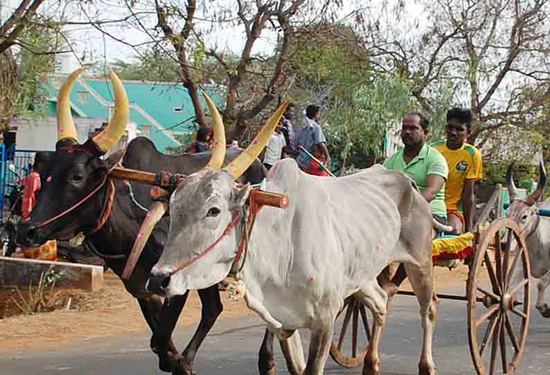 மாட்டு வண்டி பந்தயம்