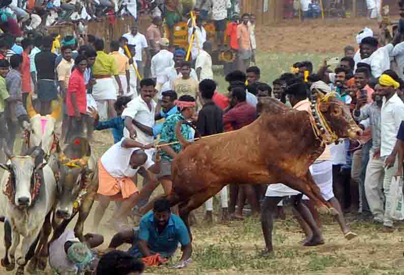 மஞ்சுவிரட்டில் சீறிப்பாய்ந்த காளைகள்