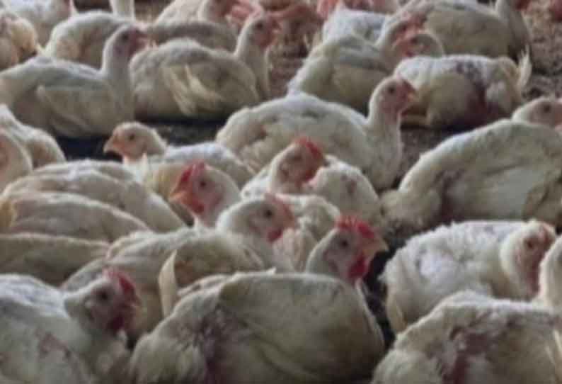 சுல்தான்பேட்டையில் கறிக்கோழி விலை கிடுகிடு உயர்வு