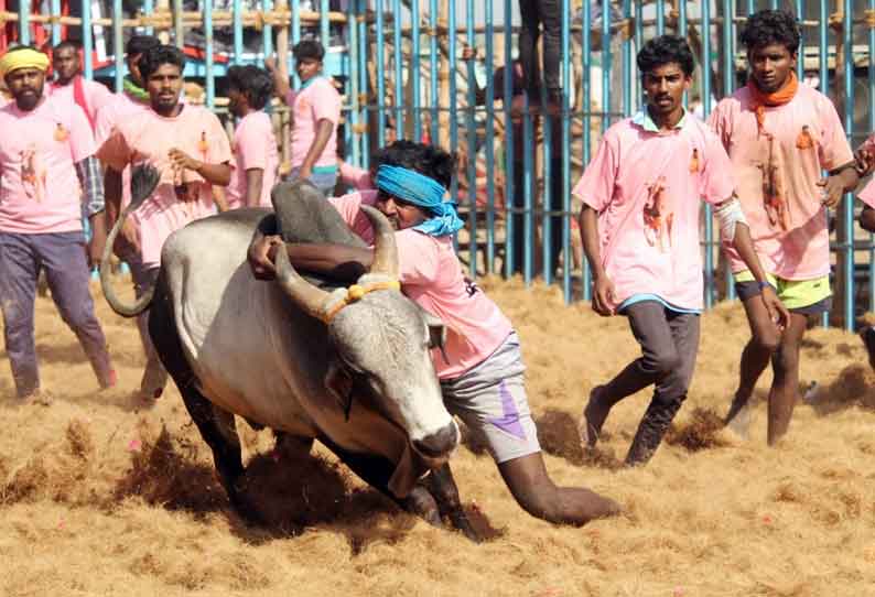 தர்மபுரியில் நடந்த ஜல்லிக்கட்டில் காளைகளுடன் மல்லுக்கட்டிய காளையர்கள்-மாடுகள் முட்டியதில் 10 பேர் படுகாயம்