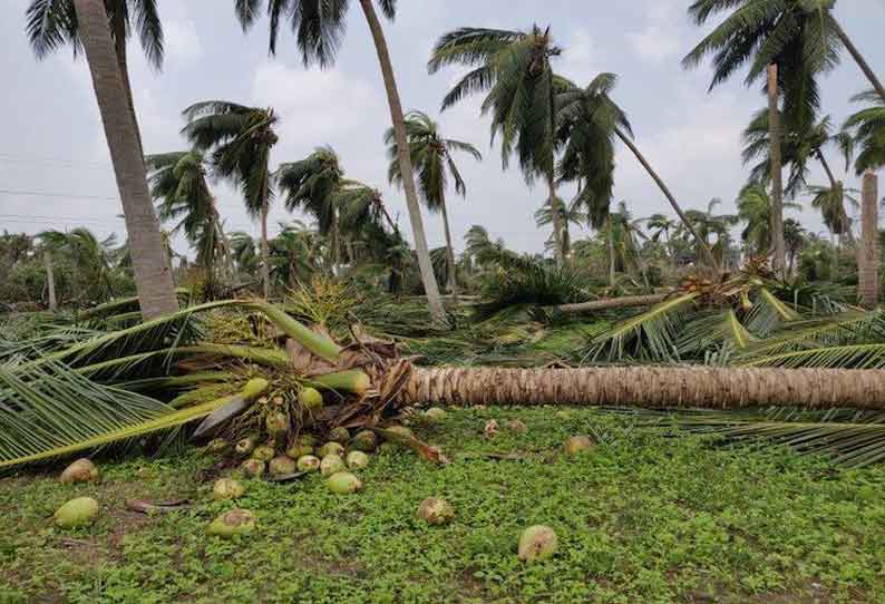 தென்னை மரம் முறிந்து விழுந்ததில் இருசக்கர வாகனத்தில் சென்ற வாலிபர் பலி