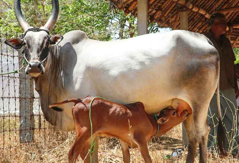 காங்கேயம் இன காளைகள் கன்றுகள் மாடுகள் விற்பனை