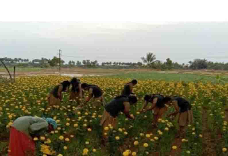 வேளாண்மை கல்லூரி மாணவிகள் களப்பணி