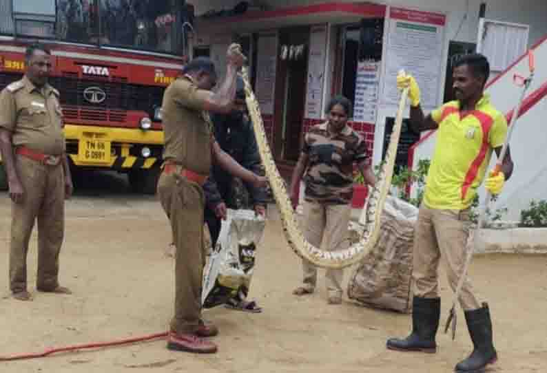 இலுப்பூர் அருகே 3 பாம்புகள் பிடிபட்டன