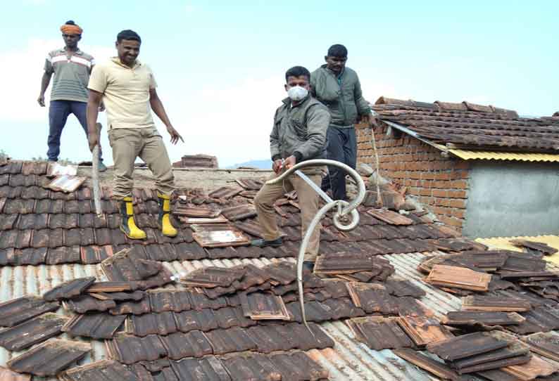 கோத்தகிரி அருகே வீட்டுக்குள் புகுந்த 2 பாம்புகள் பிடிபட்டன