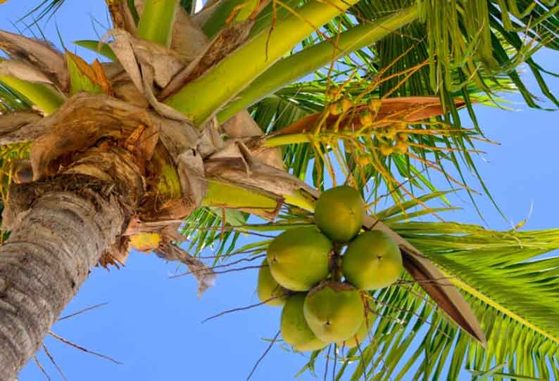 தென்னையில்  காண்டாமிருக வண்டு பொறி குறித்து விவசாயிகளுக்கு விழிப்புணர்வு