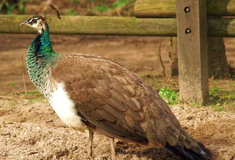 சேந்தமங்கலம் அருகே வாகனத்தில் அடிபட்ட மயிலுக்கு சிகிச்சை