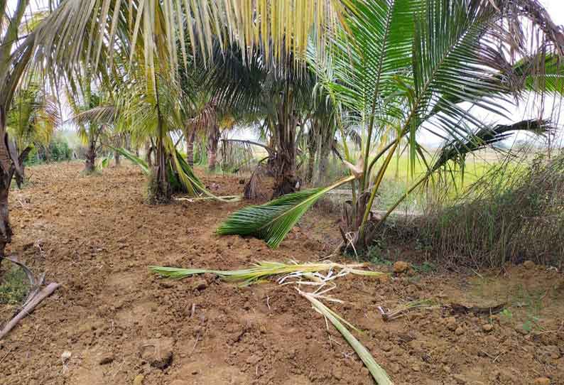 தோட்டத்துக்குள் புகுந்து யானைகள் அட்டகாசம்