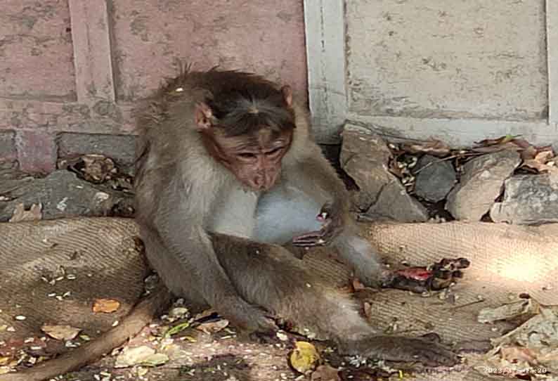 ஊஞ்சலூர் அருகே காலில் காயத்துடன் கிடந்த குரங்குக்கு சிகிச்சை