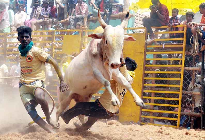 வடமதுரை அருகே ஜல்லிக்கட்டு; மாடுபிடி வீரர்களை பந்தாடிய காளைகள்