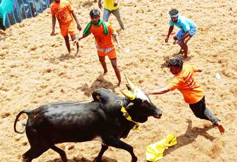 ஜல்லிக்கட்டில் சீறிப்பாய்ந்த காளைகள்; 23 பேர் காயம்