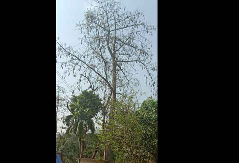 குமரியில் இலவங்காய் சீசன் தொடங்கியது