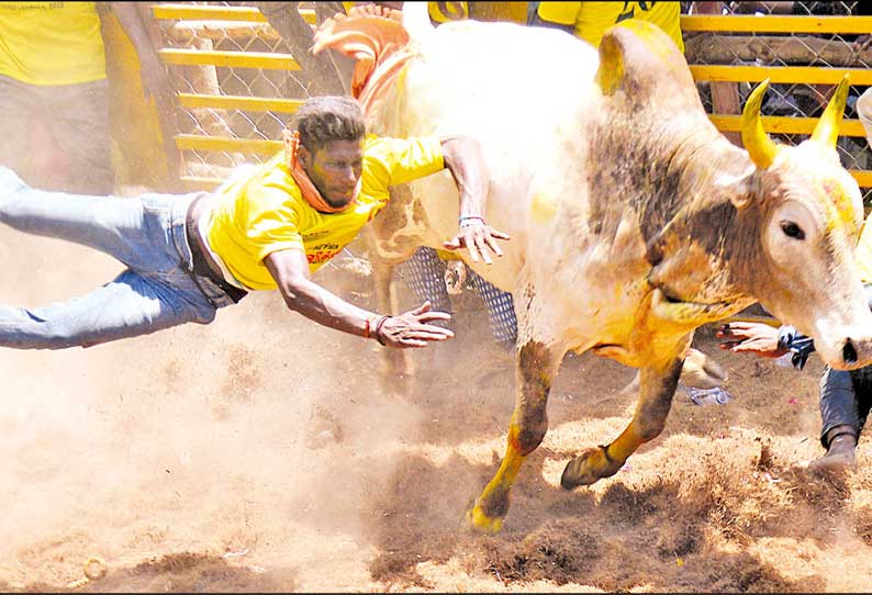 வடமதுரை அருகே ஜல்லிக்கட்டு: மாடுபிடி வீரர்களை பந்தாடிய காளைகள்