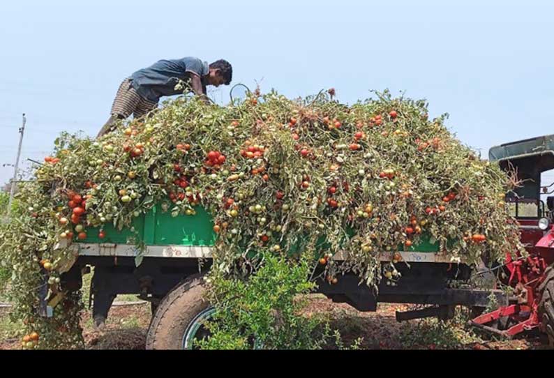 விலை வீழ்ச்சியால் 500 ஹெக்டேர் தக்காளி செடிகளை அழித்த விவசாயிகள்