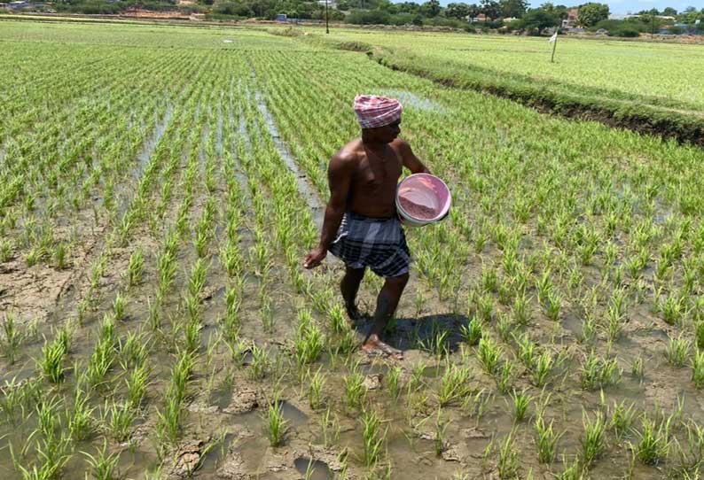 நஞ்சை தரிசு நிலத்தில் பயறு வகைகளை சாகுபடி செய்யலாம்: வேளாண்மை இணை இயக்குனர்