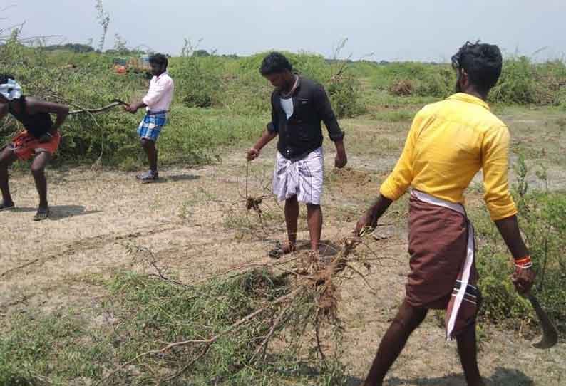 கோடியக்காட்டில் கருவேல மரங்களை அகற்றும் பணி தீவிரம்