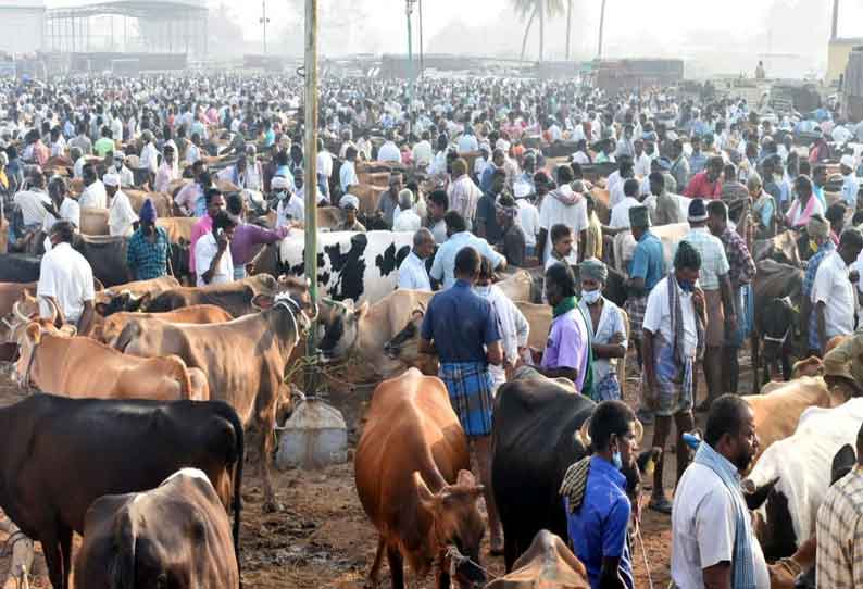 ஈரோடு கருங்கல்பாளையம் சந்தைக்கு 600 மாடுகள் விற்பனைக்கு வந்தன