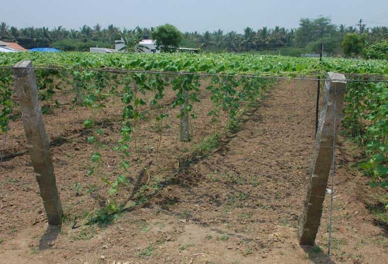 பந்தல் முறை காய்கறிகள் சாகுபடியில் விவசாயிகள் ஆர்வம்