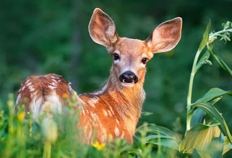 விவசாய விளை பொருட்களை அழிக்கும் மான்கள்