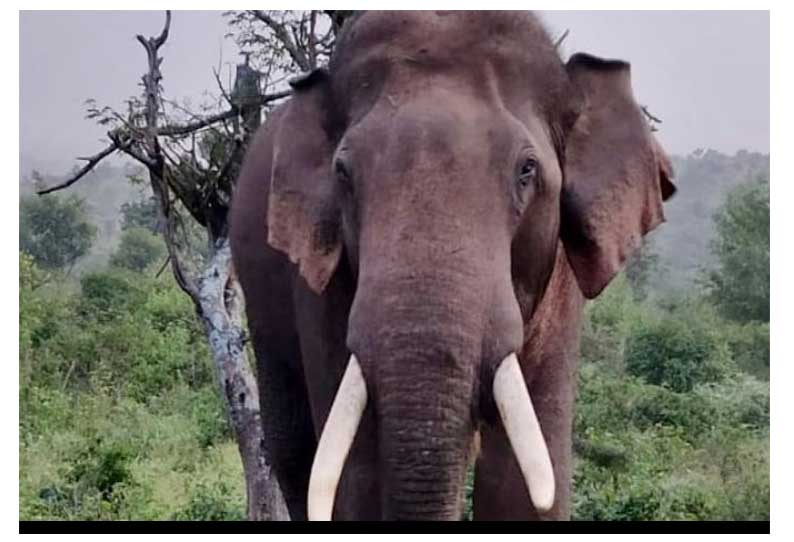 ஹாசனில், காட்டு யானை தாக்கி 2 தொழிலாளர்கள் சாவு