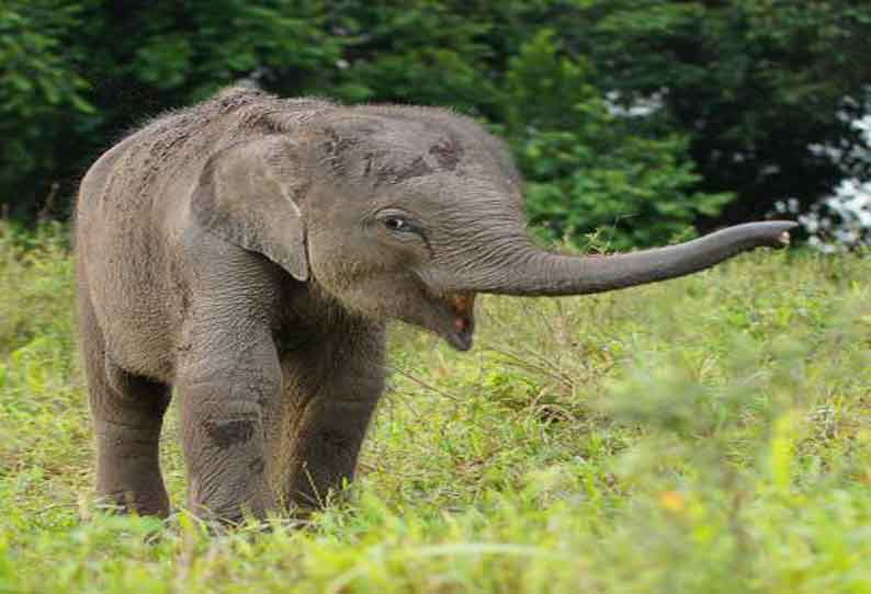 தாளவாடி அருகே கிராமத்துக்குள் உலா வந்த ஒற்றை யானை; பொதுமக்கள் அச்சம்