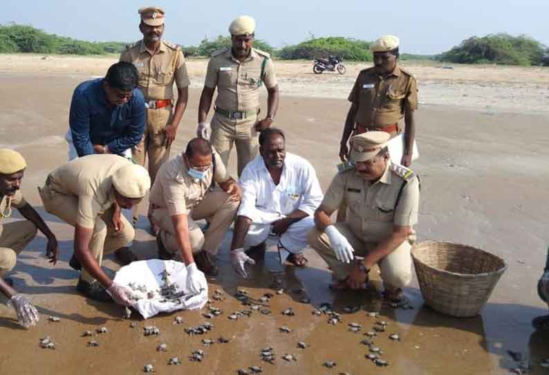 கோடியக்கரையில் ஆலிவர் ரெட்லி ஆமை குஞ்சுகளை கடலில் விடும் நிகழ்ச்சி