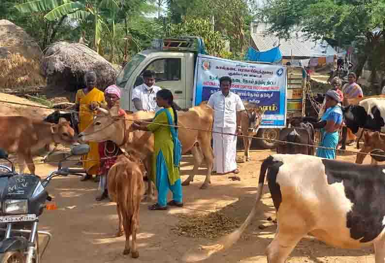 கால்நடைகளுக்கான மருத்துவ முகாம்