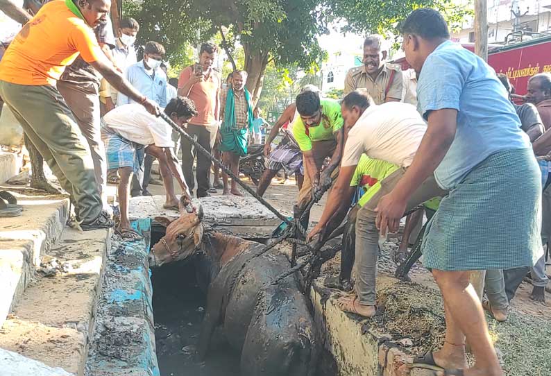 சாக்கடையில் விழுந்த சினைமாடு உயிருடன் மீட்பு