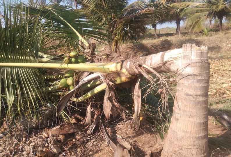 தாளவாடி அருகே தோட்டத்துக்குள் புகுந்து யானைகள் அட்டகாசம்; தென்னை மரங்கள் சேதம்