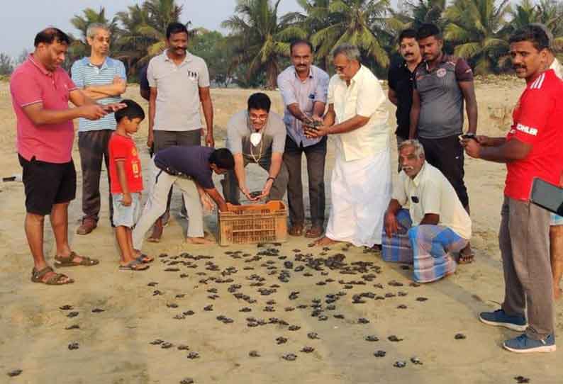 அரிய வகை ‘ஆலீவ் ரெட்லி’ ஆமை குஞ்சுகள் கடலில் விடப்பட்டன