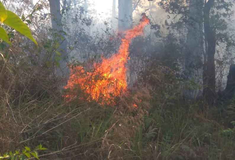 கூடலூர் அருகே வனப்பகுதியில் காட்டுத்தீ பரவியது