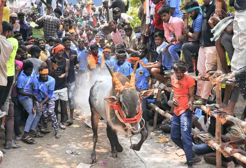 காளைவிடும் விழாவில் மாடுகள் முட்டி 20 பேர் காயம்