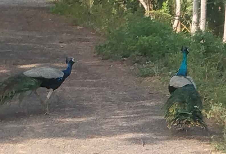 மயில்களின் சரணாலயமாக மாறி வரும் கொள்ளிடம் ஆற்றங்கரை வனப்பகுதி