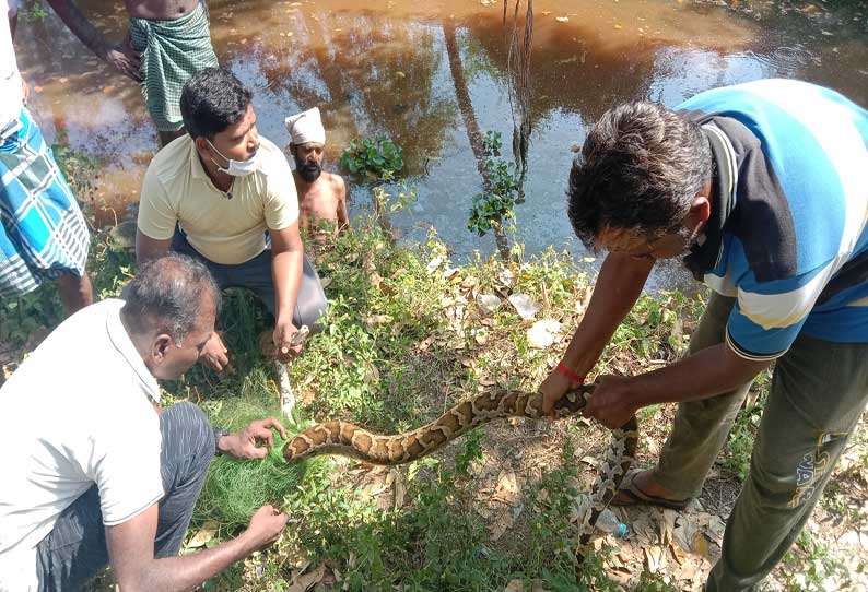 மீன்பிடிக்க விரித்த வலையில் 3 மலைப்பாம்புகள் சிக்கின