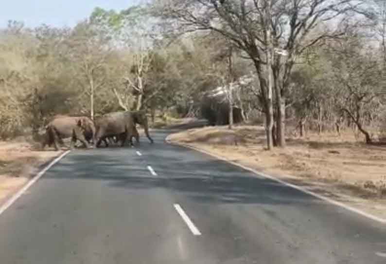 ஆசனூர் அருகே  சாலையை கடந்து சென்ற யானைகள்