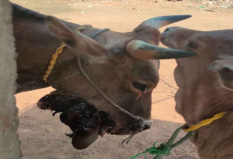 நாட்டு வெடிகுண்டை கடித்து வாய் சிதைந்ததால் உணவு- தண்ணீர் அருந்த முடியாமல் பசுமாடு தவிப்பு